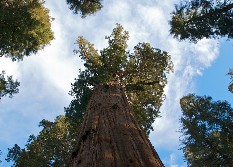 sequoias